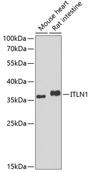 ITLN1 Rabbit polyclonal antibody