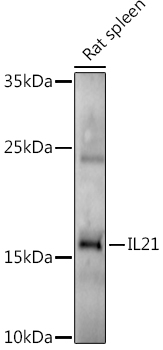IL21 Rabbit polyclonal antibody