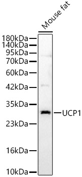 UCP1 Rabbit polyclonal antibody