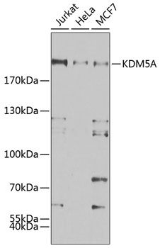 KDM5A Rabbit polyclonal antibody