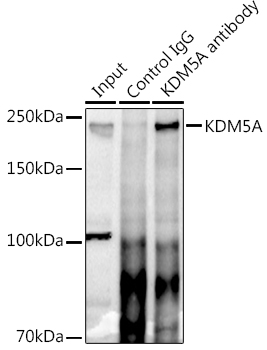 KDM5A Rabbit polyclonal antibody