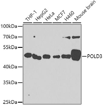 POLD3 Rabbit polyclonal antibody
