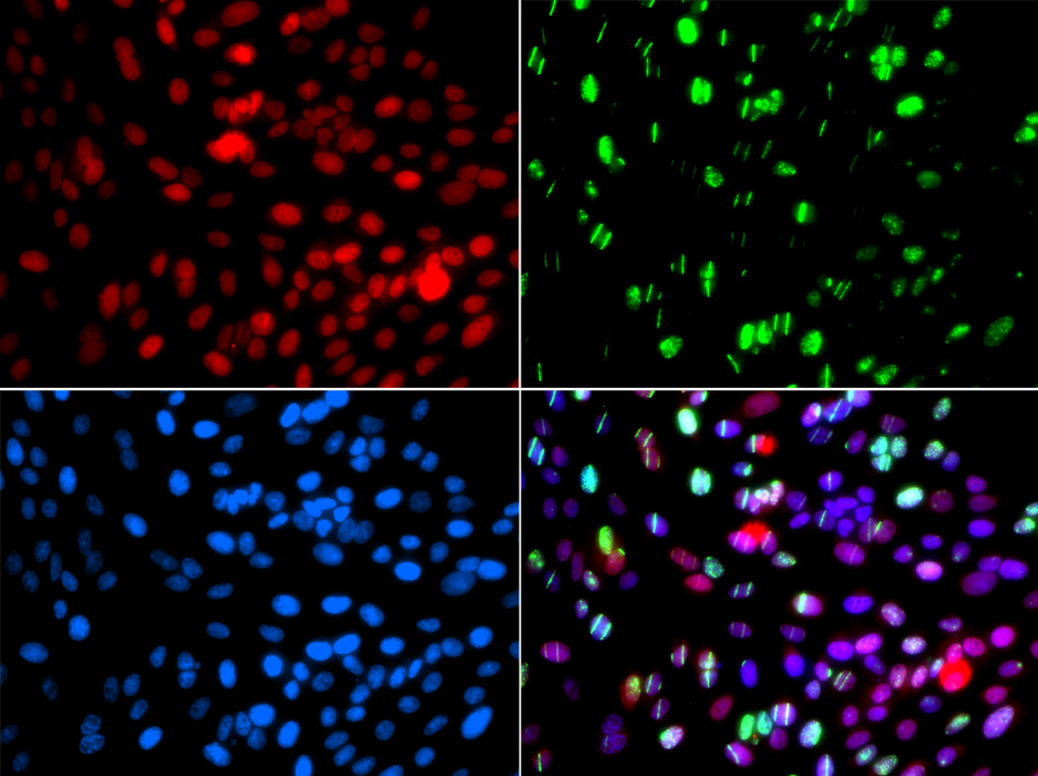 POLD3 Rabbit polyclonal antibody