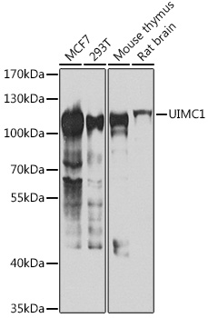 UIMC1 Rabbit polyclonal antibody