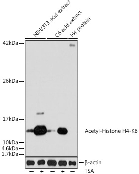 Acetyl-Histone H4-K8 Rabbit pAb