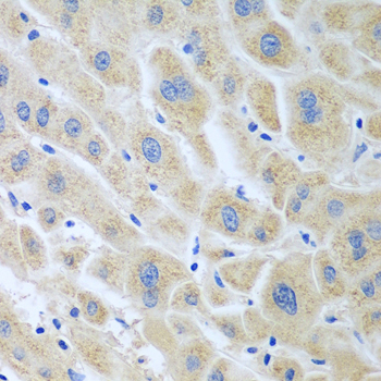 BLVRB Rabbit polyclonal antibody