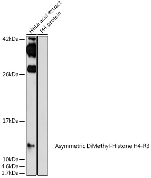 Asymmetric DiMethyl-Histone H4-R3 Rabbit pAb