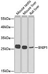 Western blot - BNIP1 Rabbit pAb (A7263)