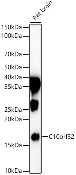 C10orf32 Rabbit polyclonal antibody