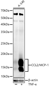 CCL2/MCP-1 Rabbit pAb