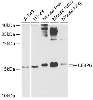 CEBPG Rabbit polyclonal antibody