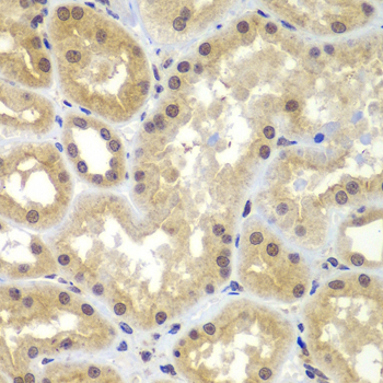 CEBPG Rabbit polyclonal antibody