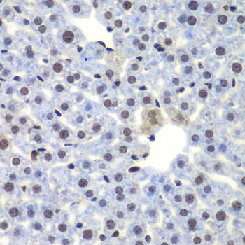 CEBPG Rabbit polyclonal antibody