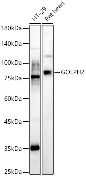 GOLPH2 Rabbit polyclonal antibody
