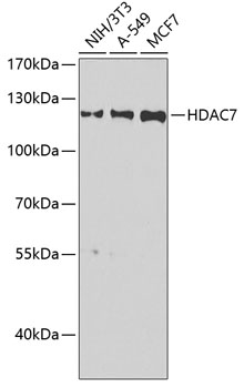 HDAC7 Rabbit polyclonal antibody