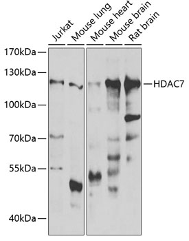 HDAC7 Rabbit polyclonal antibody