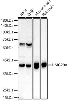 HMG20A Rabbit polyclonal antibody