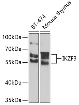 IKZF3 Rabbit polyclonal antibody