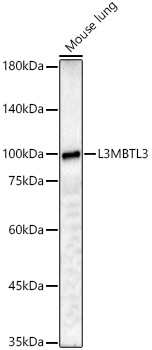 L3MBTL3 Rabbit polyclonal antibody