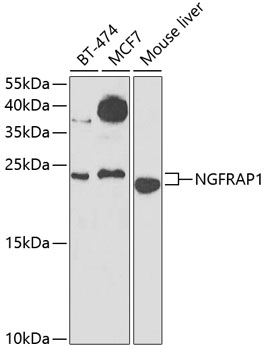 NGFRAP1 Rabbit polyclonal antibody
