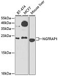 Western blot - NGFRAP1 Rabbit pAb (A7296)