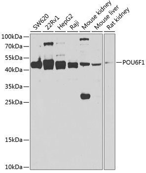 POU6F1 Rabbit polyclonal antibody