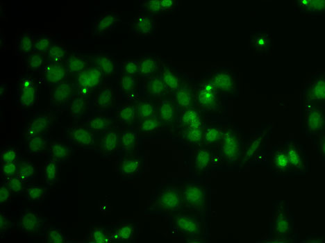 POU6F1 Rabbit polyclonal antibody