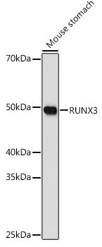 RUNX3 Rabbit polyclonal antibody