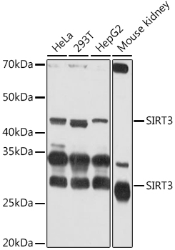 SIRT3 Rabbit polyclonal antibody