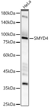 SMYD4 Rabbit polyclonal antibody