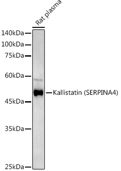 Kallistatin (SERPINA4) Rabbit polyclonal antibody