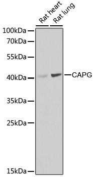 [KO Validated] CAPG Rabbit polyclonal antibody