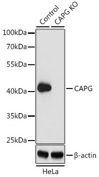 [KO Validated] CAPG Rabbit polyclonal antibody