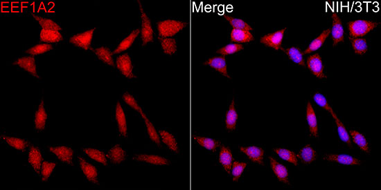 EEF1A2 Rabbit polyclonal antibody