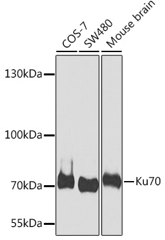 Ku70 Rabbit polyclonal antibody