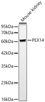 PEX14 Rabbit polyclonal antibody