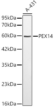 PEX14 Rabbit polyclonal antibody