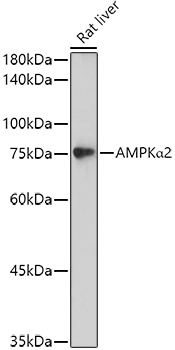 [KO Validated] AMPKA Alpha2 Rabbit polyclonal antibody