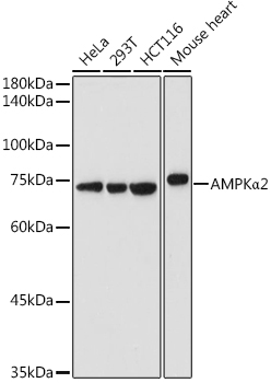 [KO Validated] AMPKA Alpha2 Rabbit polyclonal antibody