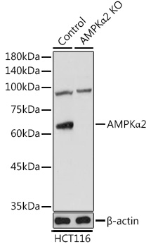 [KO Validated] AMPKA Alpha2 Rabbit polyclonal antibody