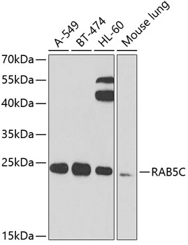 RAB5C Rabbit pAb