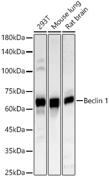 Beclin 1 Rabbit polyclonal antibody