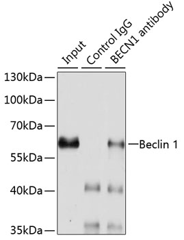 Beclin 1 Rabbit polyclonal antibody