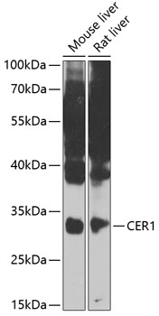 ABclonal:Western blot - CER1 Rabbit pAb (A7354)