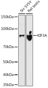KIF3A Rabbit monoclonal antibody