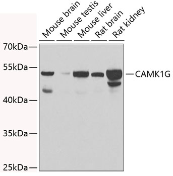 CAMK1G Rabbit polyclonal antibody