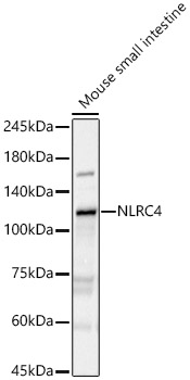 NLRC4 Rabbit polyclonal antibody
