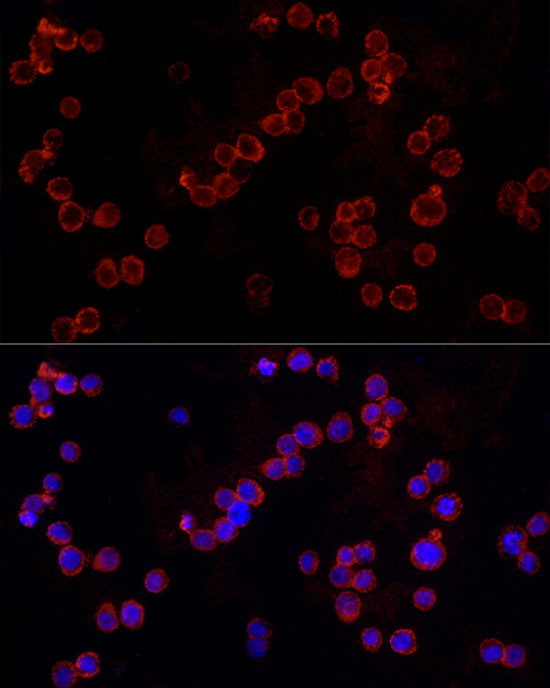 NLRC4 Rabbit polyclonal antibody