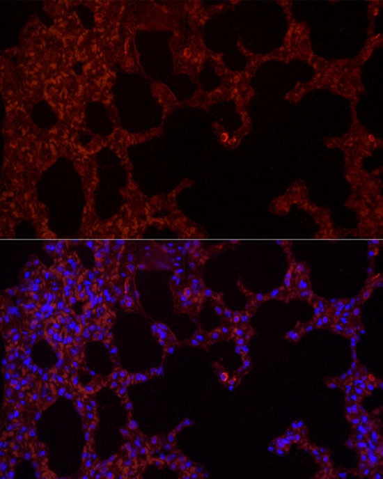 NLRC4 Rabbit polyclonal antibody