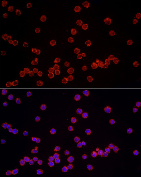NLRC4 Rabbit polyclonal antibody